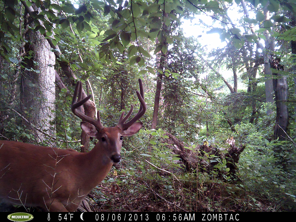 Backyard Trail Cam Pics Long Island Deer Hunting Open Discussions